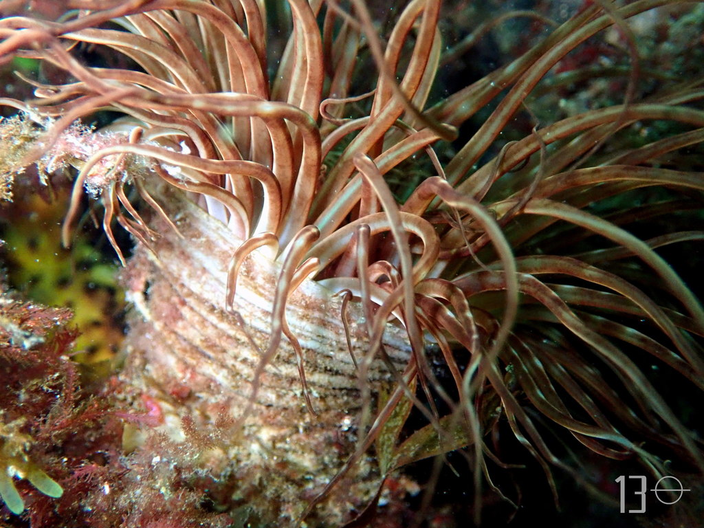 Cylinder Anemone (Cerianthus membranaceus) · iNaturalist