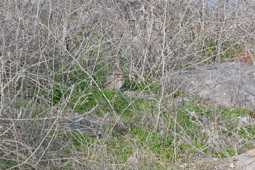 View observation of {o.common_name} on iNaturalist