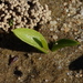 Ophioglossum californicum - Photo (c) Jay Keller, todos os direitos reservados, uploaded by Jay Keller