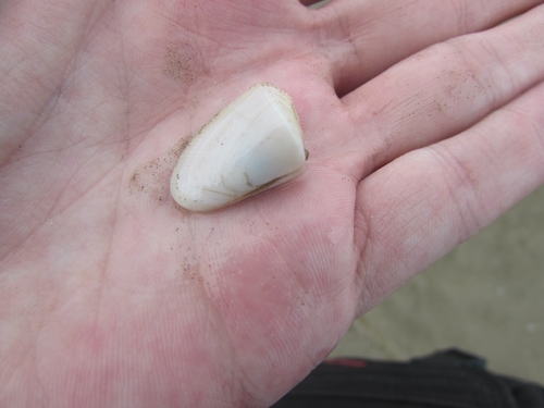 Donax hanleyanus
