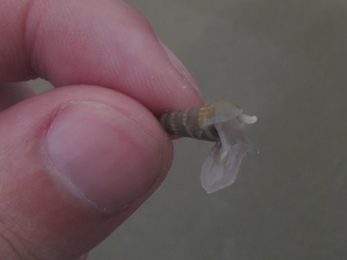 Hastula cinerea