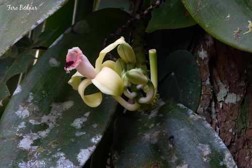 Vanilla planifolia