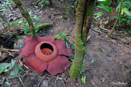 Rafflesia kerrii