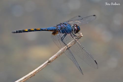 Trithemis festiva