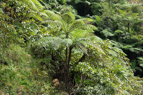Sphaeropteris