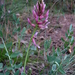 Astragalus pendulus - Photo (c) mustafa gökmen, all rights reserved, uploaded by mustafa gökmen