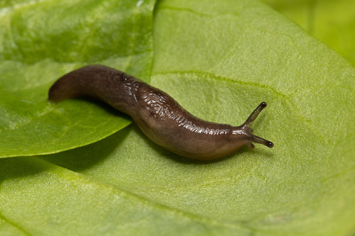 Deroceras laeve