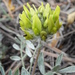 Astragalus hirsutus - Photo (c) mustafa gökmen, todos os direitos reservados, uploaded by mustafa gökmen