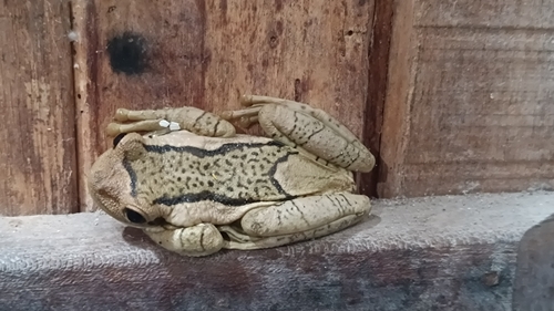 Porto Alegre Golden-eyed Tree Frog