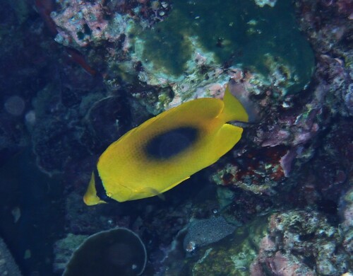 Chaetodon speculum