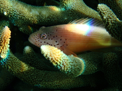 Paracirrhites forsteri