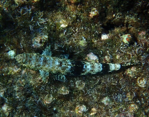 Saurida gracilis