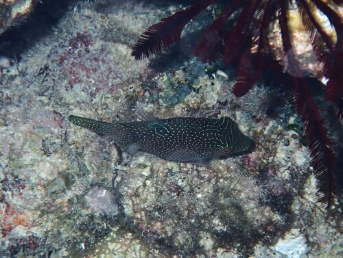 Canthigaster papua