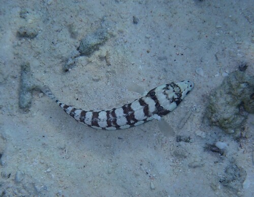 Parapercis tetracantha