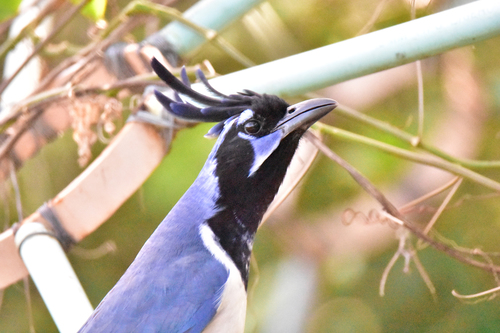 Black-throated Magpie-Jay