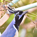 Black-throated Magpie-Jay - Photo (c) Diego Barrales, all rights reserved, uploaded by Diego Barrales