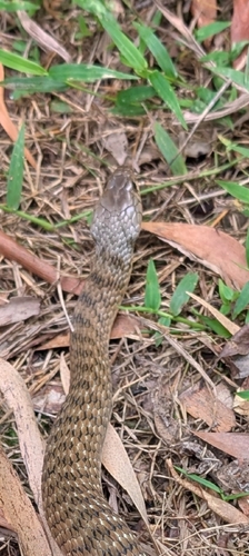 Common keelback sighting