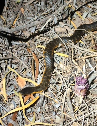 Western Tiger Snake sighting