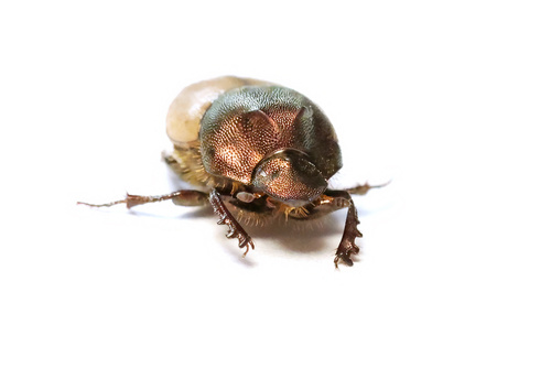 Onthophagus scapularis