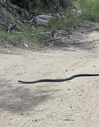 Australian Elapids (inc. Sea Snakes) sighting