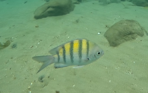 Abudefduf saxatilis