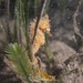 Observation photo