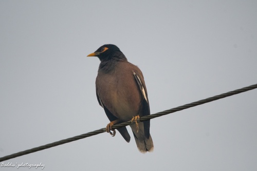 Common Myna