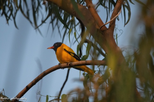 Black-hooded Oriole