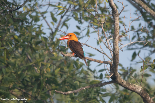 Brown-winged Kingfisher