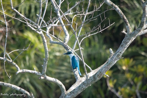 Collared Kingfisher