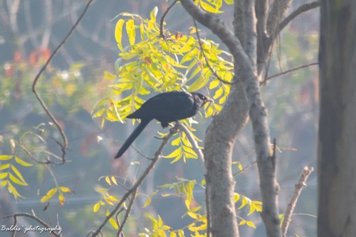 Asian Koel