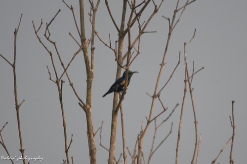 Purple Sunbird