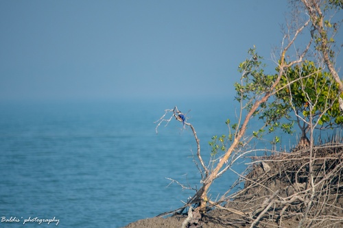 Black-capped Kingfisher