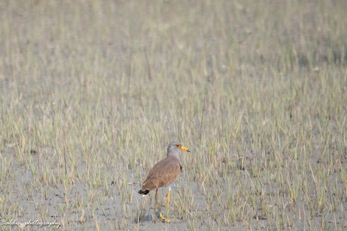 Grey-headed Lapwing