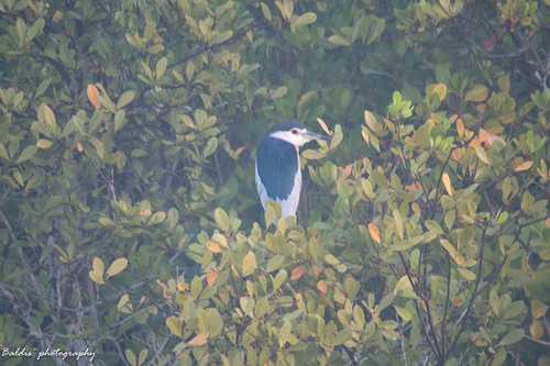 Black-crowned Night Heron