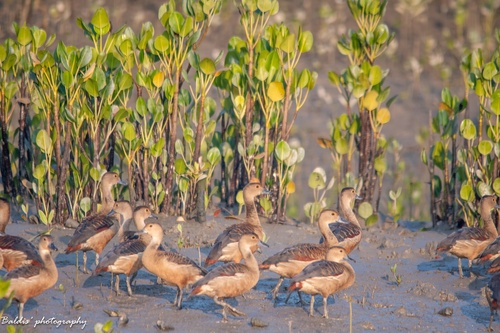 Lesser Whistling-Duck
