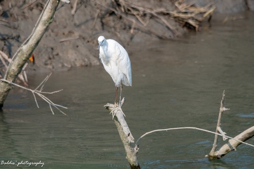 Little Egret