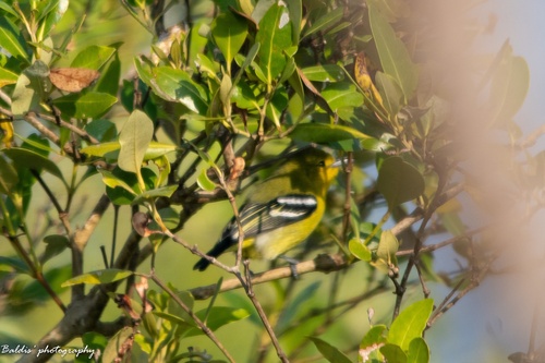 Common Iora