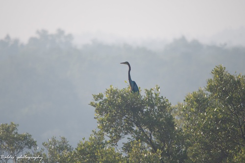 Purple Heron