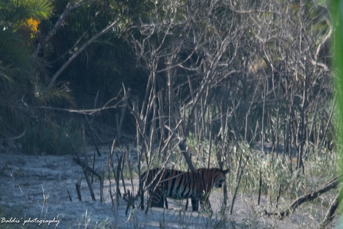 Bengal Tiger