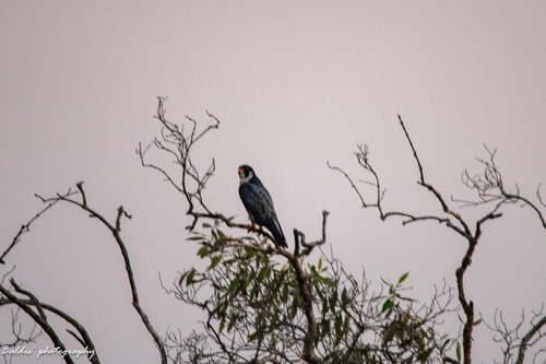 Peregrine Falcon