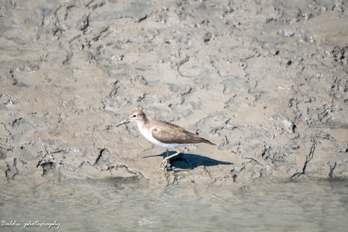 Common Sandpiper