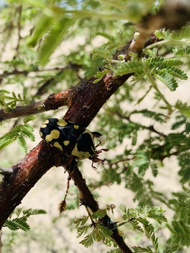 Cheirolasia burkei