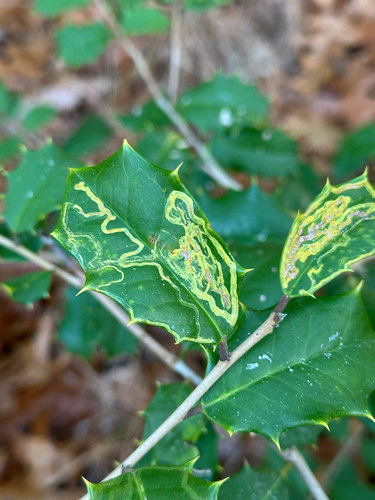 Unknown species found near Canton, MA, US