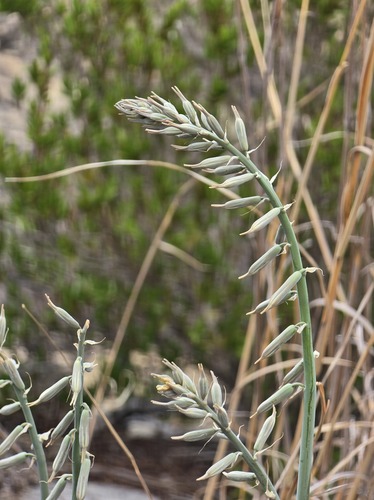 Dipcadi cowanii