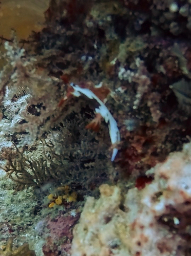 Nembrotha chamberlaini