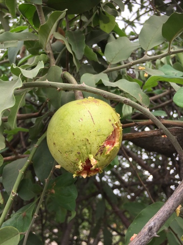 Woolly Caperbush