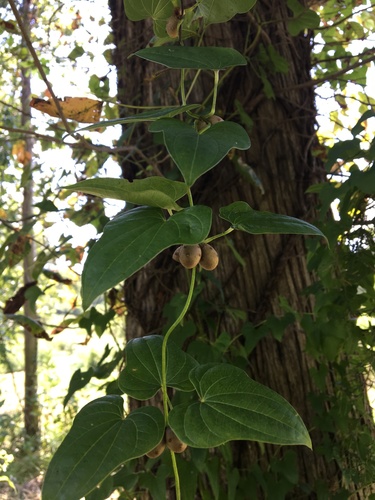 Chinese Yam (Wildflowers of the Preserve at Shaker Village) · iNaturalist