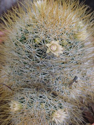 Biznaguita (Mammillaria multihamata)