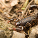 Bothriurus chacoensis - Photo (c) Jorge Schlemmer, all rights reserved